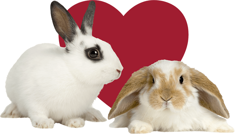 Doggie Monika Banner Rabbit 03