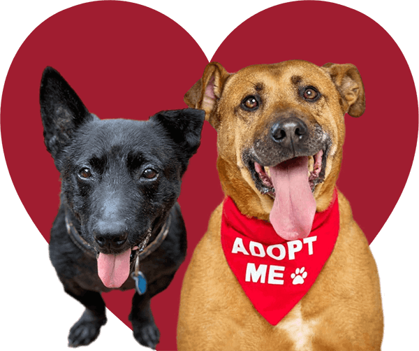 Monikas-Doggie-Rescue-Adopt-a-Dog