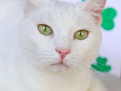 Emerald (4)