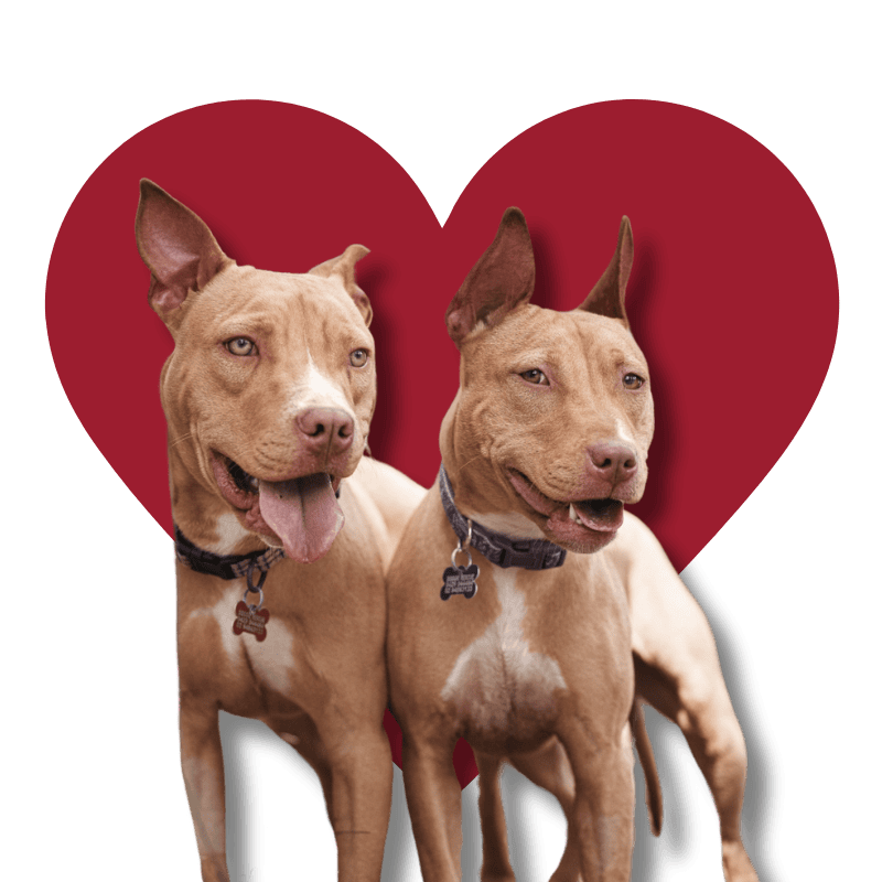 Banner Dahlia and Dallas