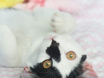 Casper (6)