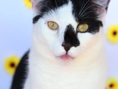 Casper (7)
