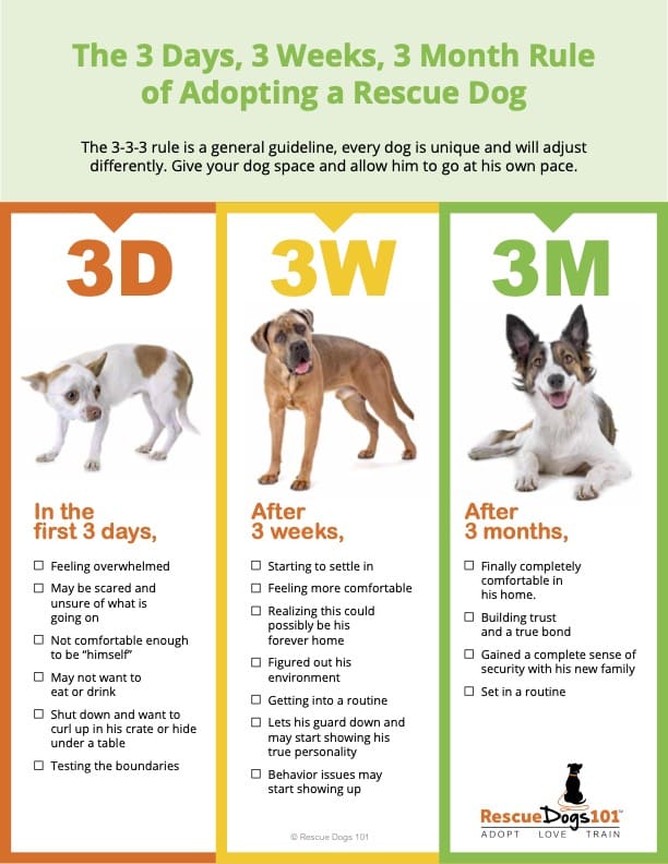 Adopting-Dogs-333-Rule