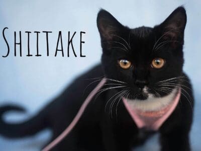 Shiitake