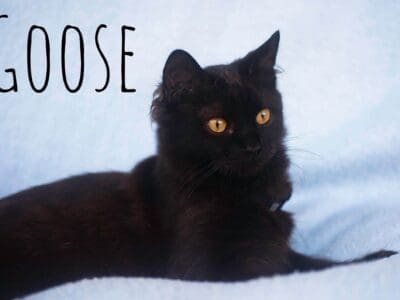 goose