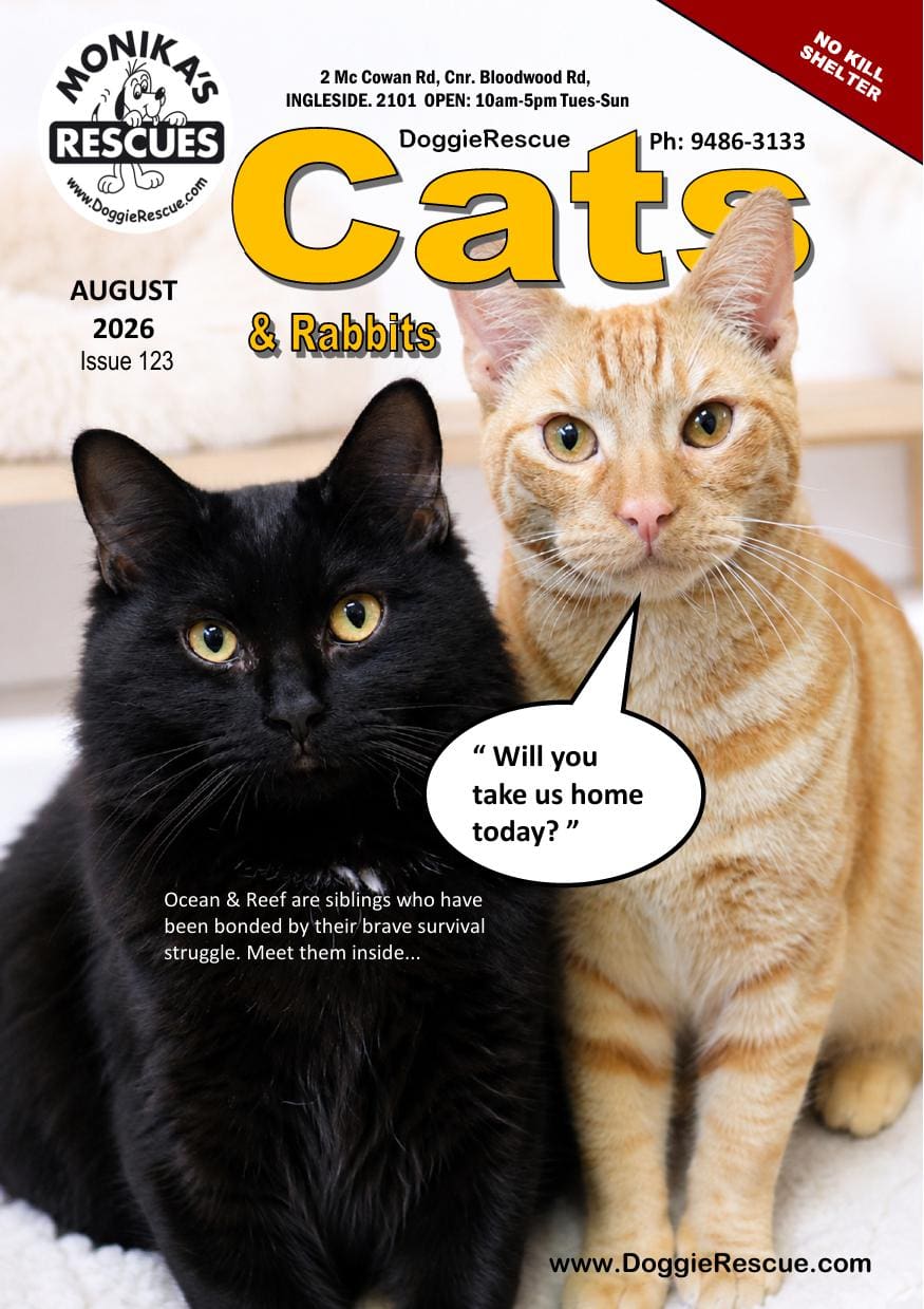 DR Cats Mag August 2026