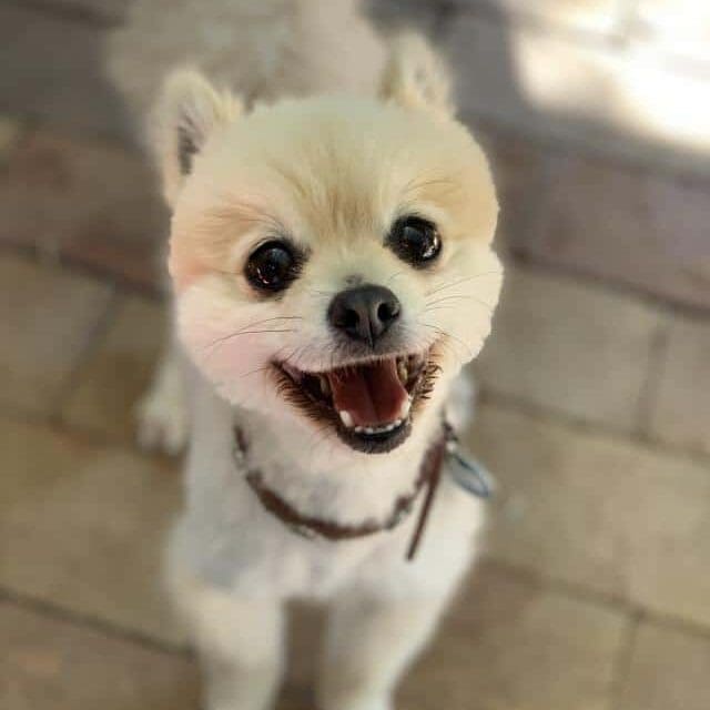 15f7e8c1a8781b_simba15.jpg