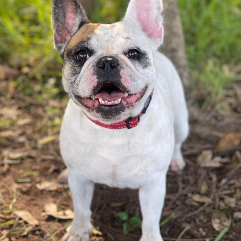 BonBon