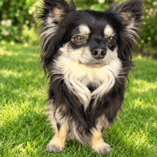 CHIKO (3)