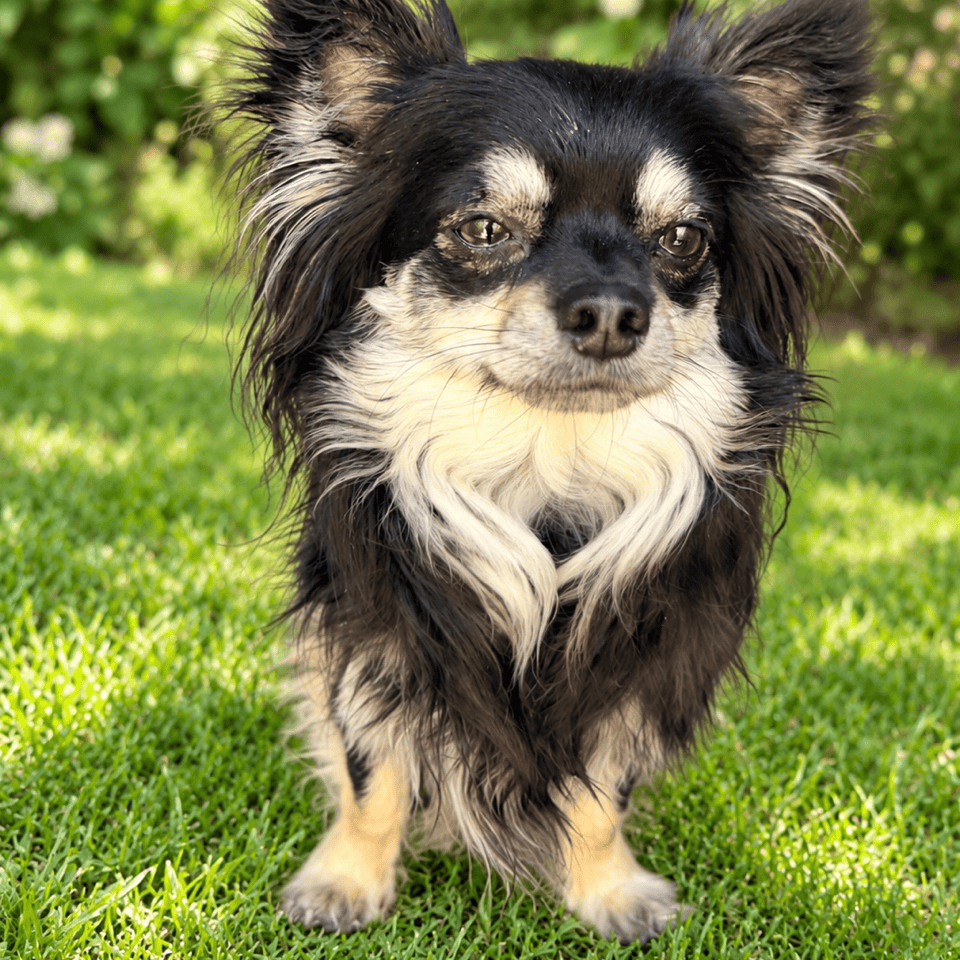 CHIKO (3)