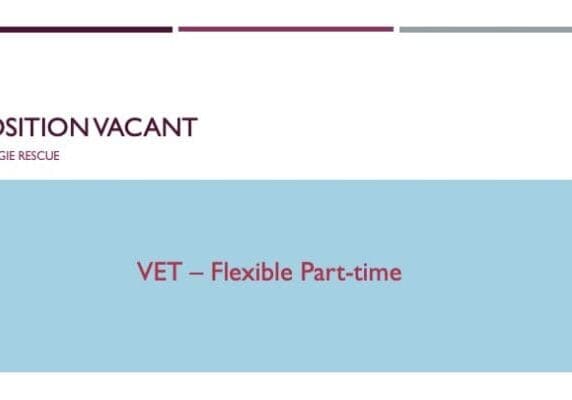 DR Job - Vet
