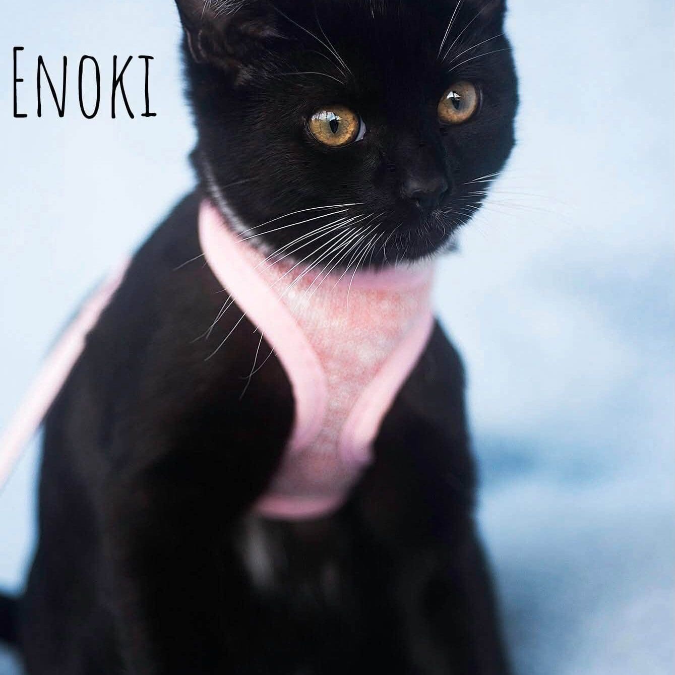Enoki