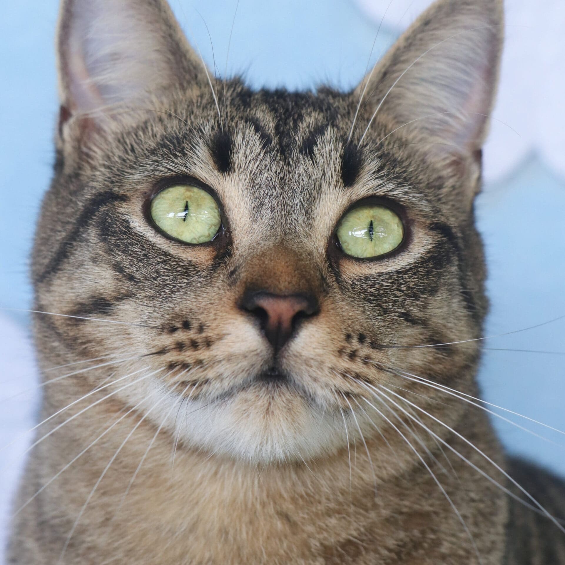 Rajah (1)