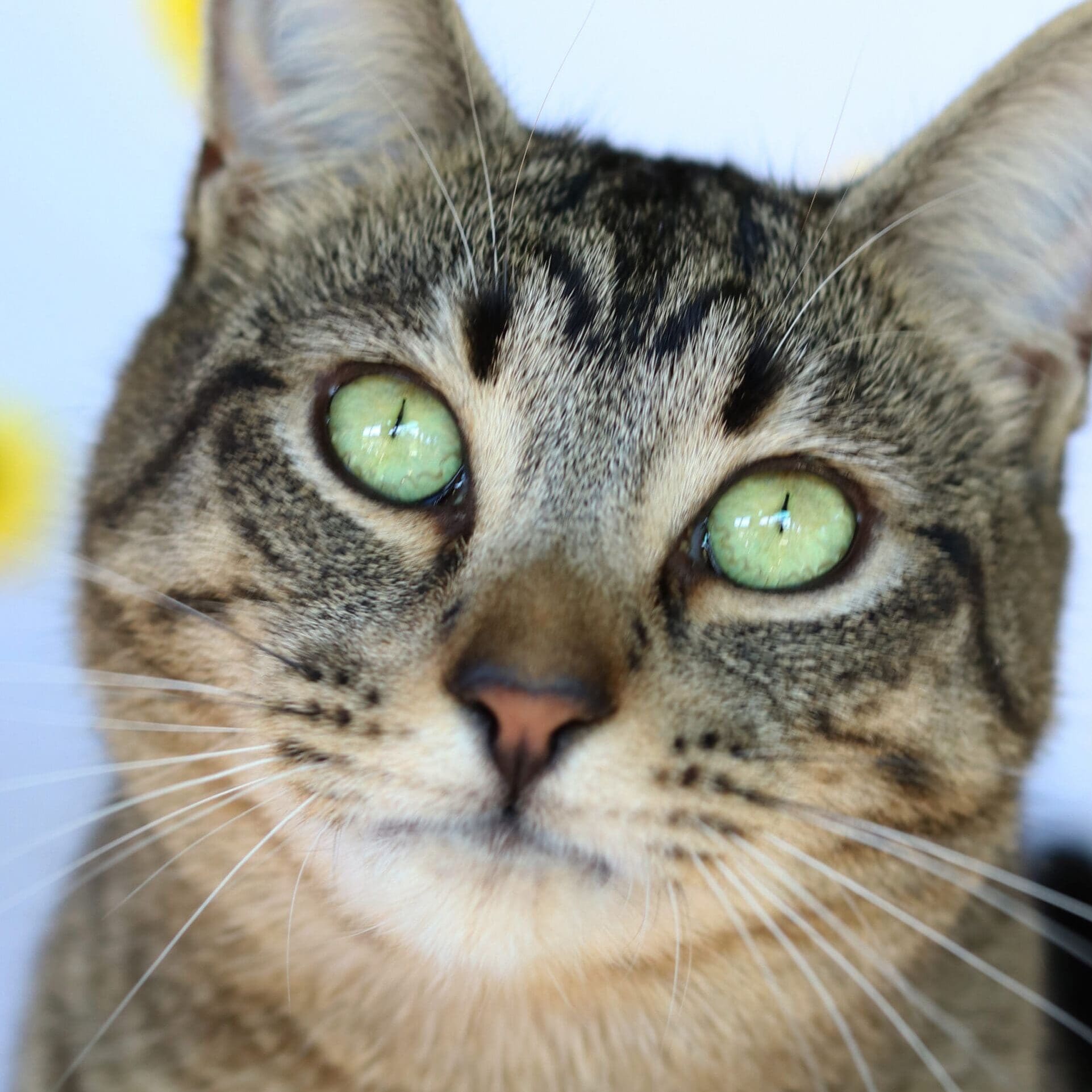 Rajah (3)