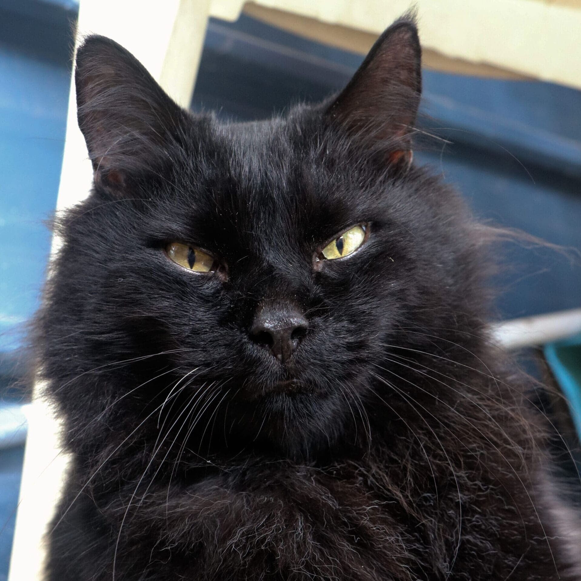 Salem (20)