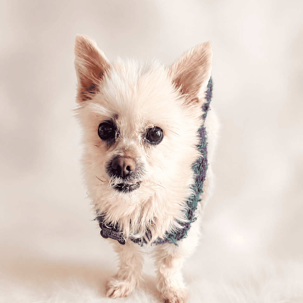 benji2