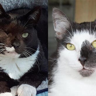 bonded-pair-cats