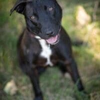 franklinp1