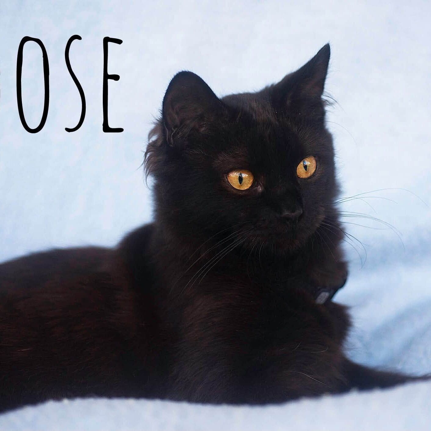 goose