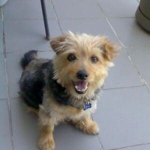 memorial-lionel