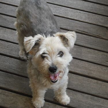 memorial-molly