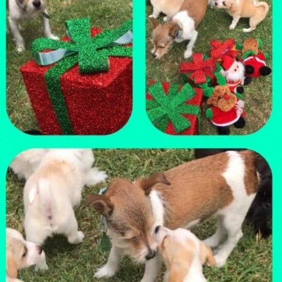 memorial-nugget