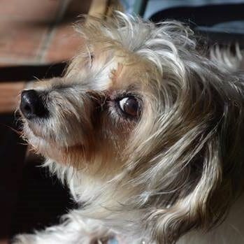 memorial-poppydog