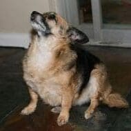 memorial-shep2