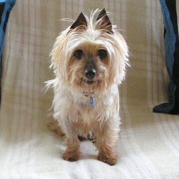 Tullie