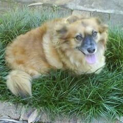 memorial-woody